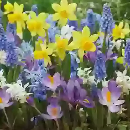 Rockery Collection 4